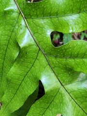 Microsorum pustulatum pustulatum