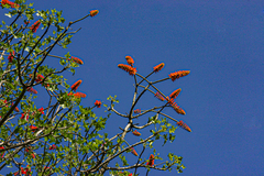 Erythrina livingstoniana image