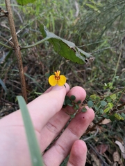 Bossiaea lenticularis