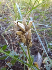 Astragalus inopinatus