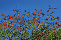 Erythrina livingstoniana image