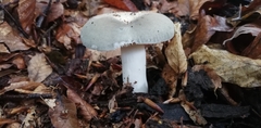 Heterophyllidia