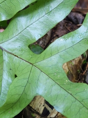 Microsorum pustulatum pustulatum