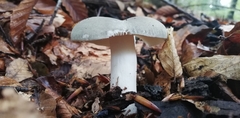 Heterophyllidia