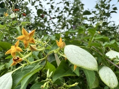 Mussaenda formosanum