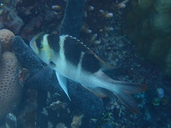 Monotaxis grandoculis