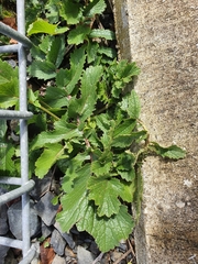 Lactuca virosa
