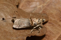 Trachonitis cristella