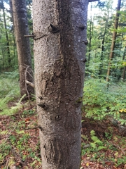 Abies alba