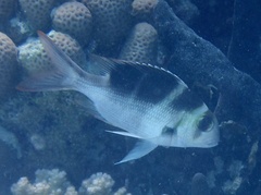 Monotaxis grandoculis