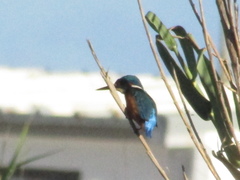 Alcedo atthis