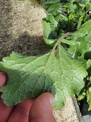 Lactuca virosa