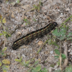 Apina callisto