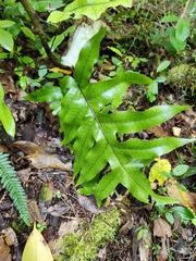 Microsorum pustulatum pustulatum