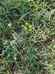 Euphorbia seguieriana