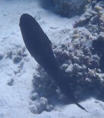 Calotomus viridescens