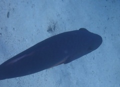 Calotomus viridescens