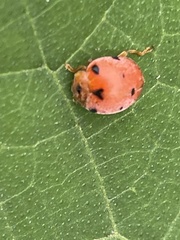 Diekeana admirabilis