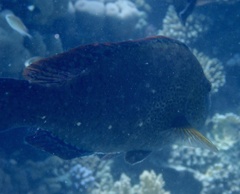 Calotomus viridescens