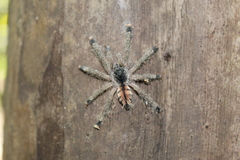 Avicularia