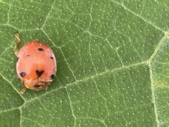 Diekeana admirabilis