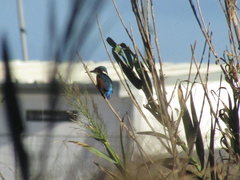Alcedo atthis