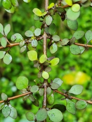 Coprosma