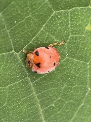 Diekeana admirabilis