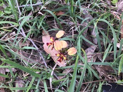 Diuris orientis