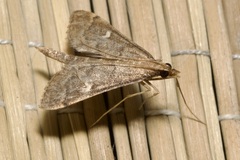 Dolicharthria punctalis