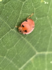 Diekeana admirabilis