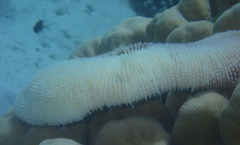 Ctenactis crassa