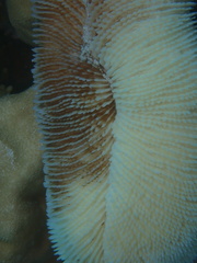 Ctenactis crassa