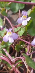 Cymbalaria muralis