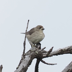 Aphelocephala leucopsis