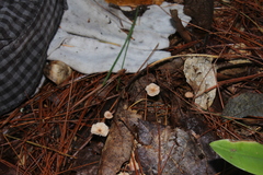 Mycetinis scorodonius