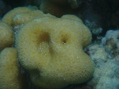 Goniastrea stelligera