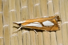 Catoptria pinella