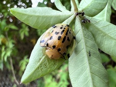 Aspidimorpha miliaris