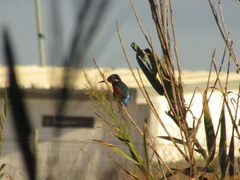 Alcedo atthis