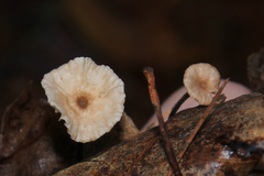 Mycetinis scorodonius