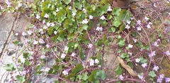Cymbalaria muralis