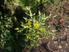 Lactuca sativa