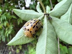 Aspidimorpha miliaris