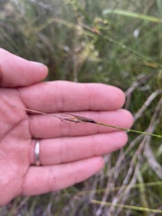 Mesomelaena graciliceps