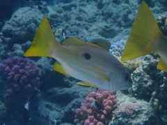 Lutjanus ehrenbergii