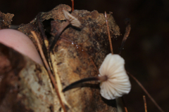 Mycetinis scorodonius