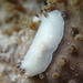 Cadlina nigrobranchiata - Photo (c) Helen Crawford, some rights reserved (CC BY-NC-ND), uploaded by Helen Crawford
