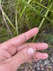 Mesomelaena graciliceps