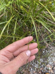 Mesomelaena graciliceps